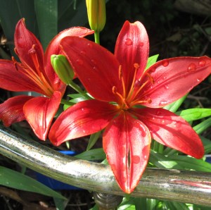 IMG_0142 The brass headboard is actually a plant support in disguise- installed so I don't have to stake liles.