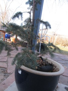 This drought has made it hard to make sure this little guy got enough water.