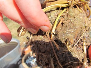 Extreme close-up of fresh growth.