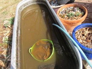 Next fall, I'm going to put some kind of a screen on top so we don't get a tree's worth of leaves in the pond. It's pretty darn gross.