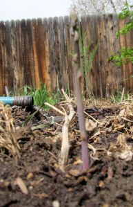 it only looks like it is as tall as the fence- that's just an error in perspective.  This stalk is smaller than a pencil. Sigh.