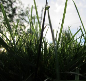 Gaze at the majestic grass in the sunset, said no one...ever.