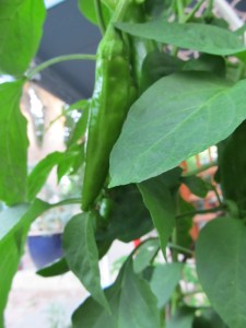 Meet Big Jim- about 8 inches long and full of fun.