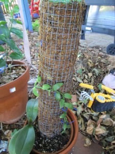 The vine is halfway up the two-foot tall trellis- I keep bending it to the side so it will wrap around the trellis, but vines want to grow upward.