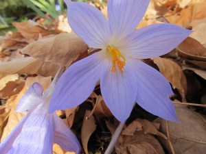 Autumn crocus
