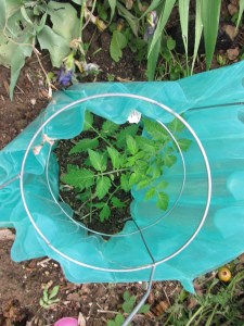 Supposed to keep the tomatoes warm at night, also protects against balls of ice falling from the sky, apparently.