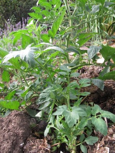 Tomato A, with rich chunky, water retaining compost.